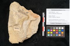 Foto (Objekt + Etikett) von Quercus palaeoilex Ettingshausen (NHMW-GEO-2024-0188-6381)